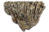 Fossil Woolly Mammoth Lower M Molar - Hungary #370355-2
